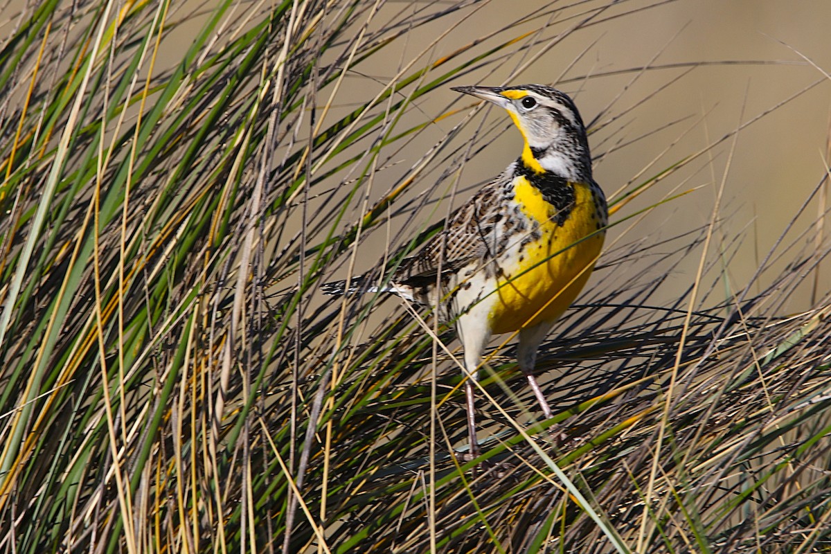 Wiesenstärling - ML645956816