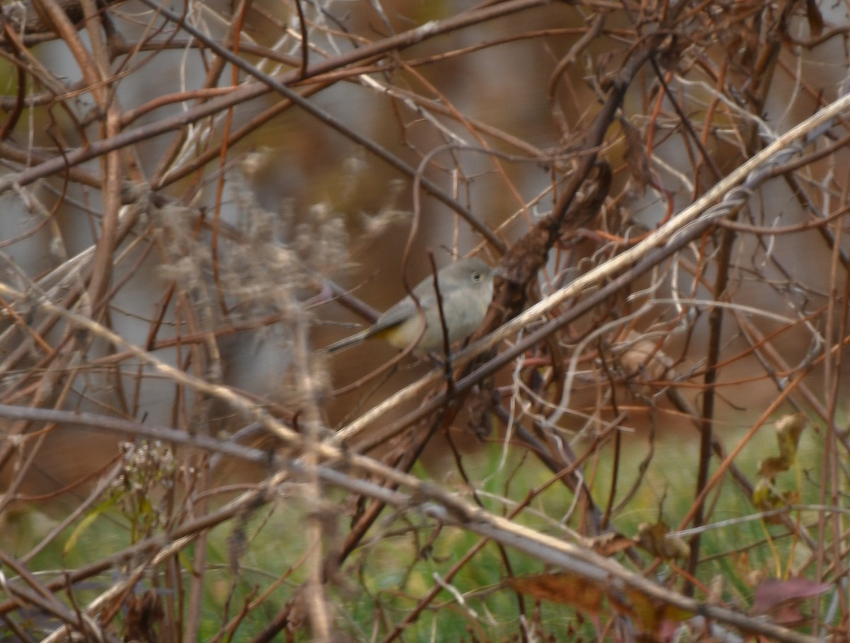 Virginia's Warbler - ML645956817
