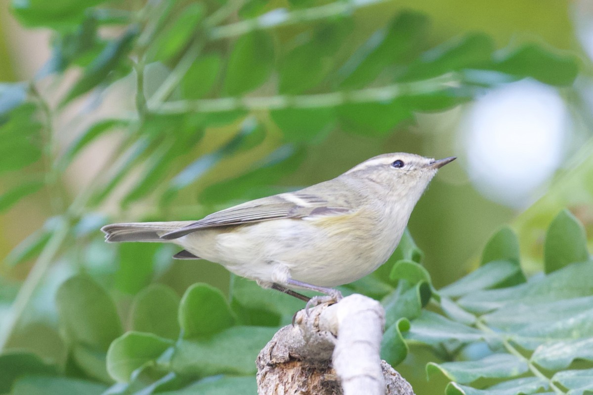 Tienschan-Laubsänger - ML645956818