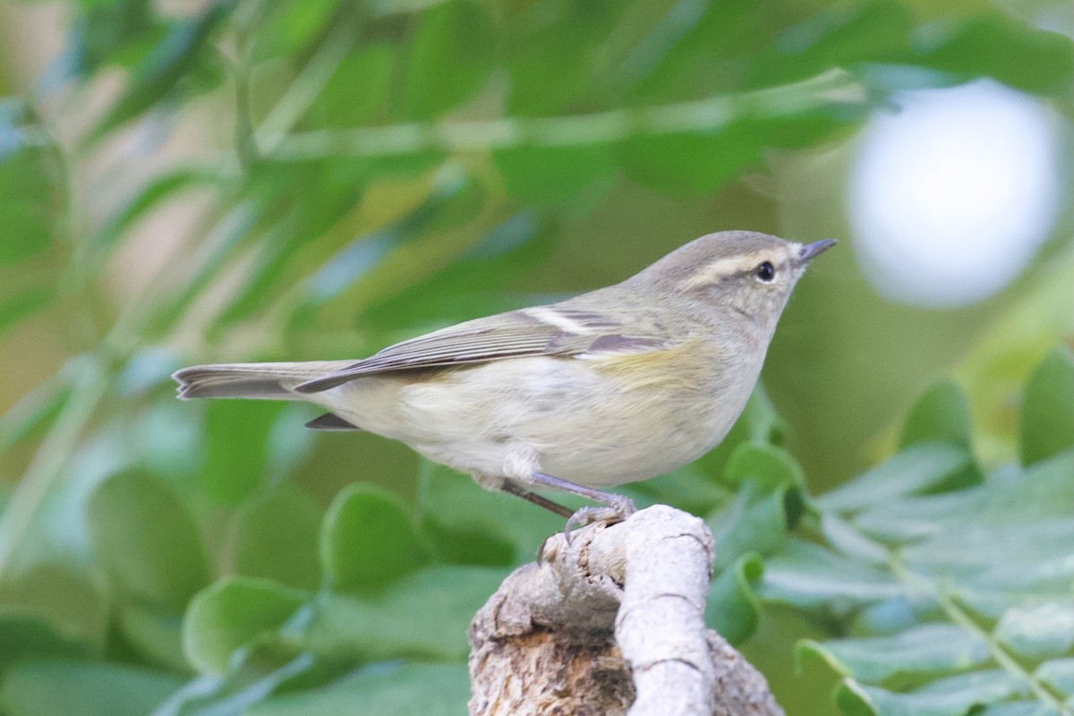 Tienschan-Laubsänger - ML645956819