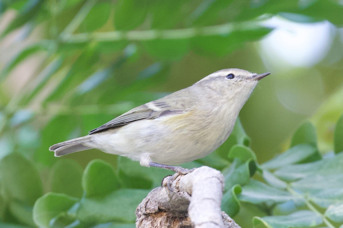 Hume's Warbler - ML645956820