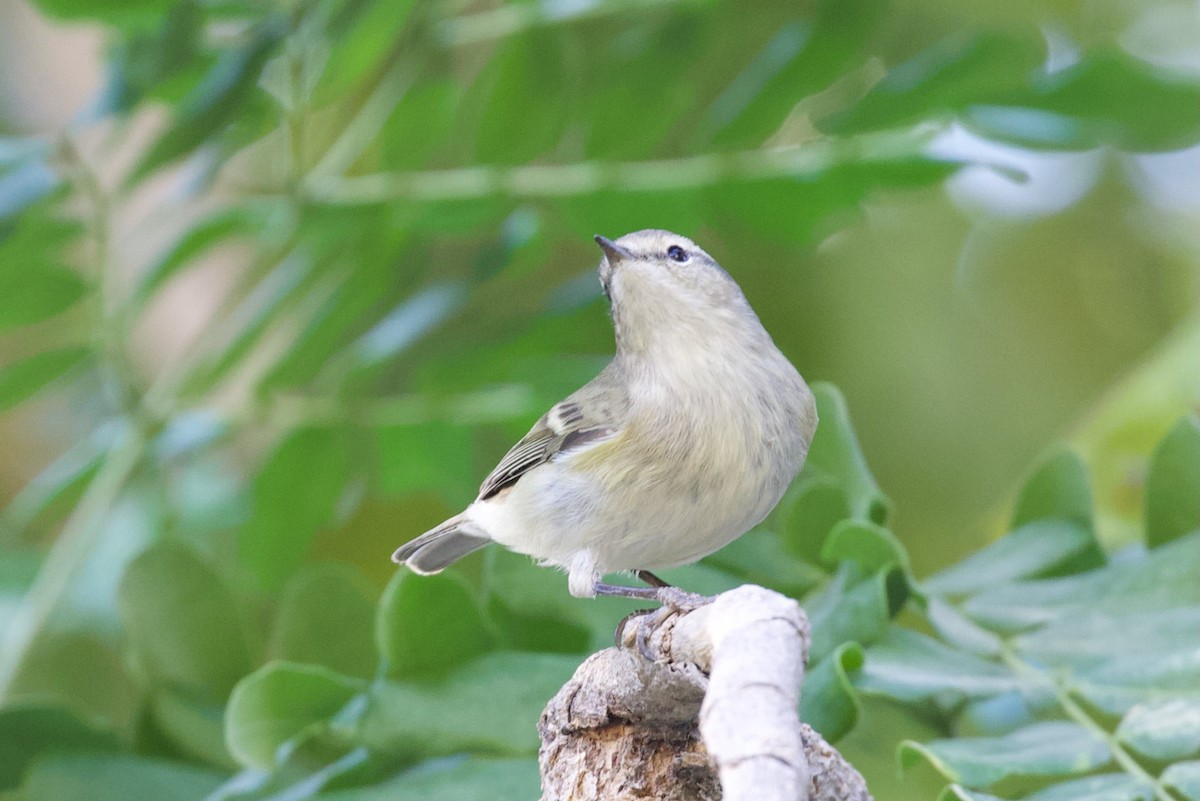 Tienschan-Laubsänger - ML645956821