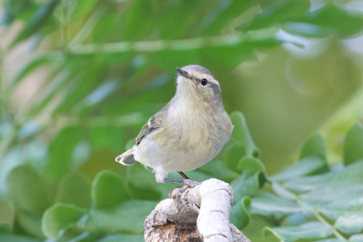 Tienschan-Laubsänger - ML645956822