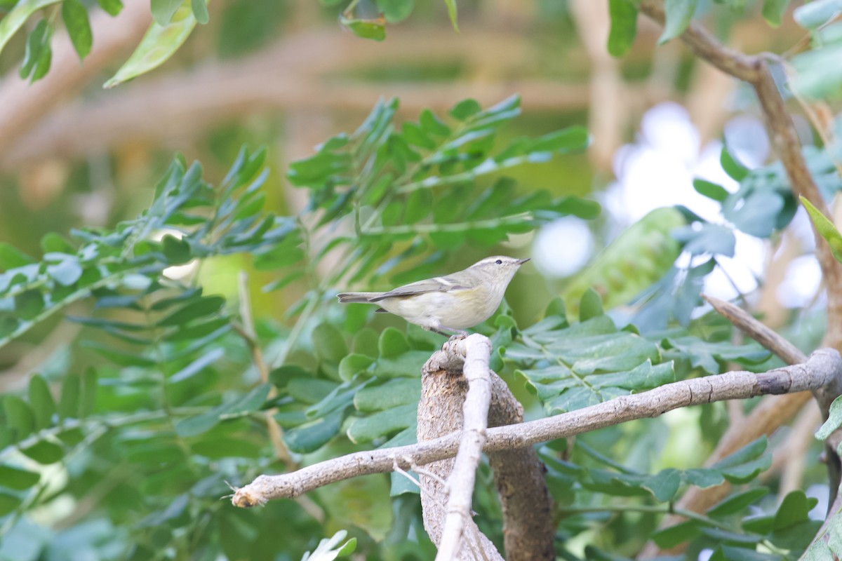 Hume's Warbler - ML645956823