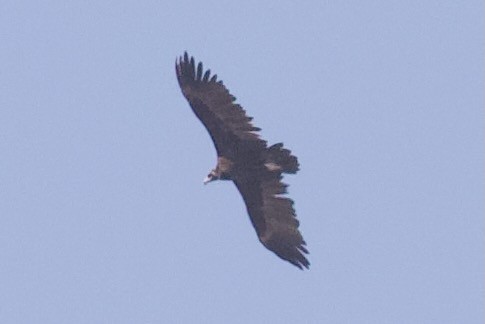 Mönchsgeier - ML645956826