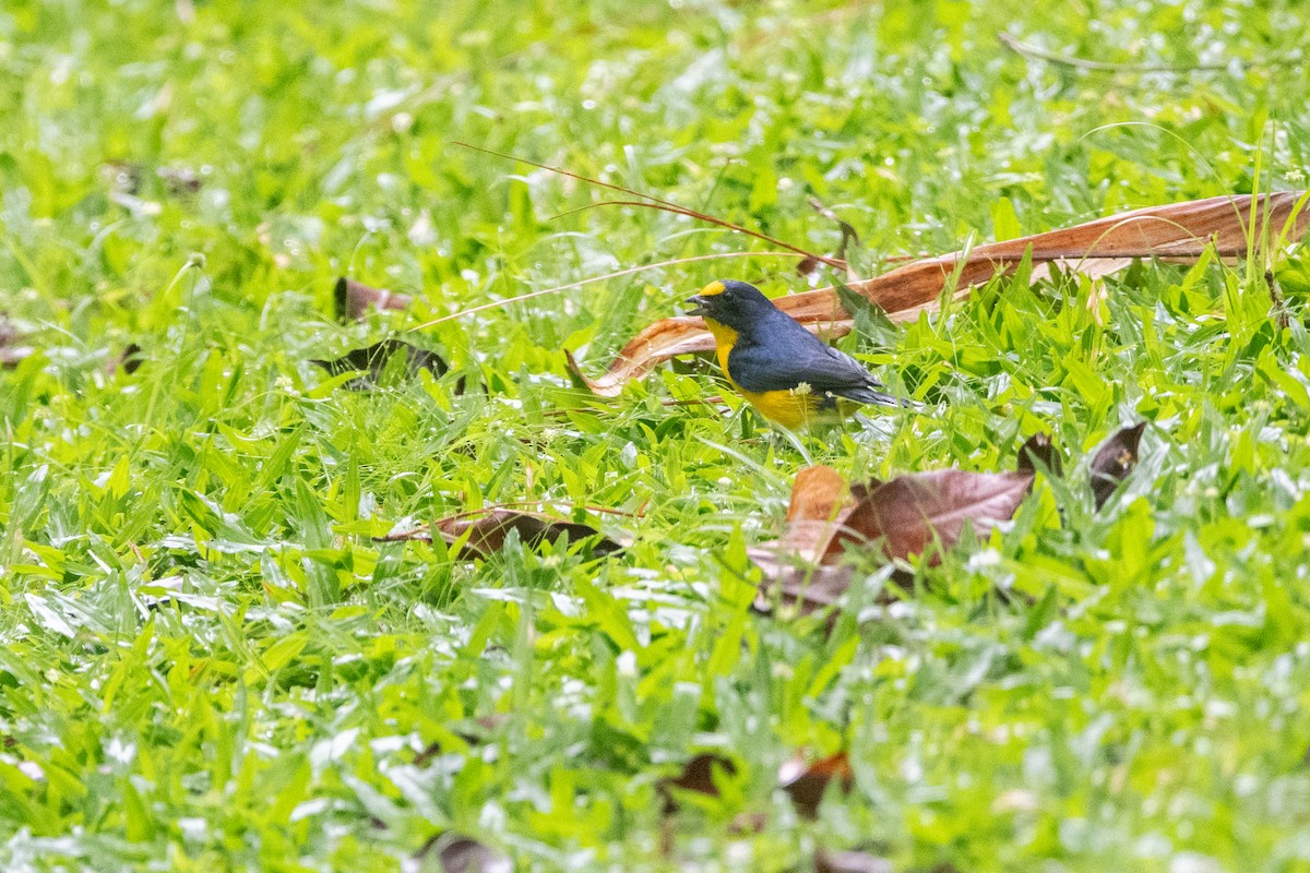 Schwalbenorganist - ML645956828