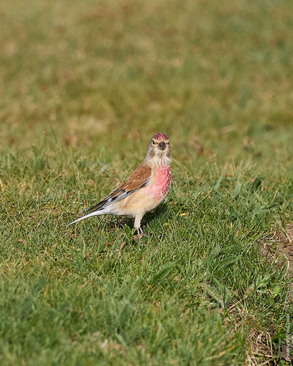 Bluthänfling - ML645956829