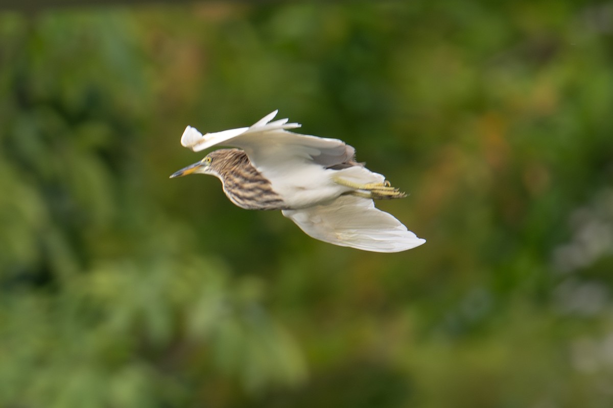 Bacchusreiher - ML645956830