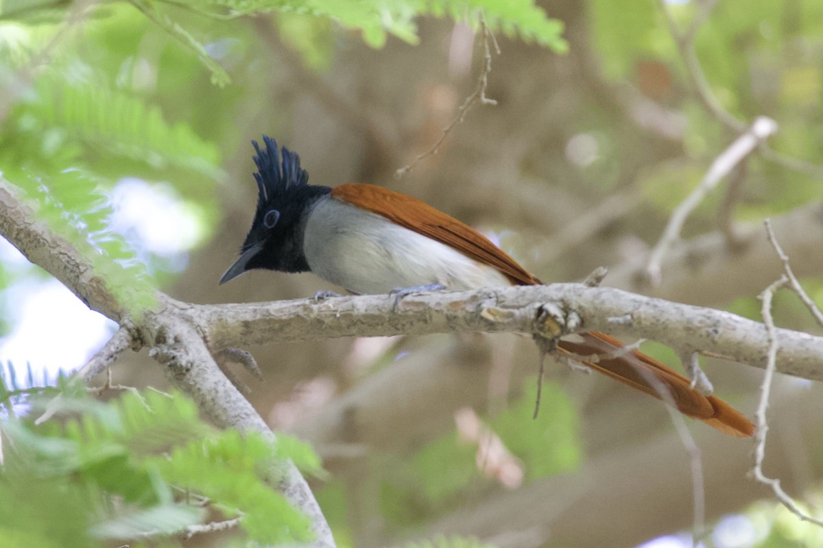 Indian Paradise-Flycatcher - ML645956831