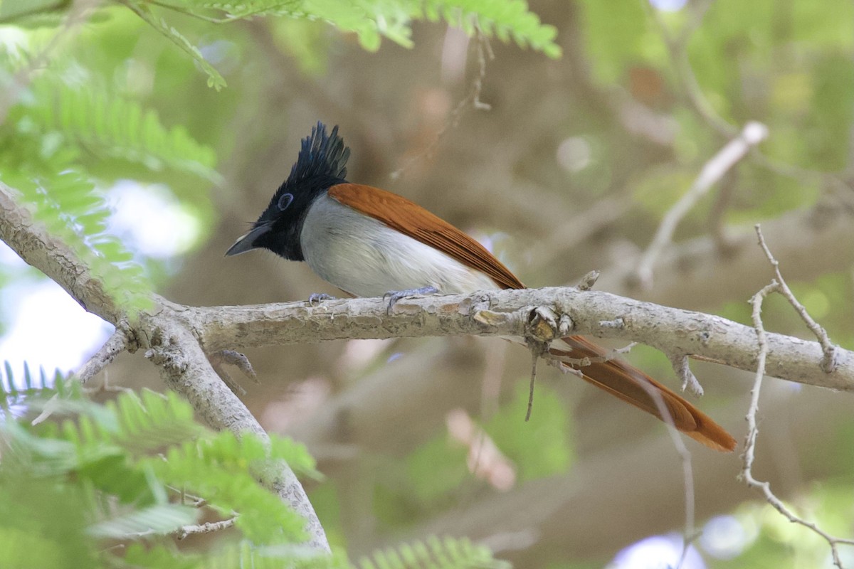 Indian Paradise-Flycatcher - ML645956832