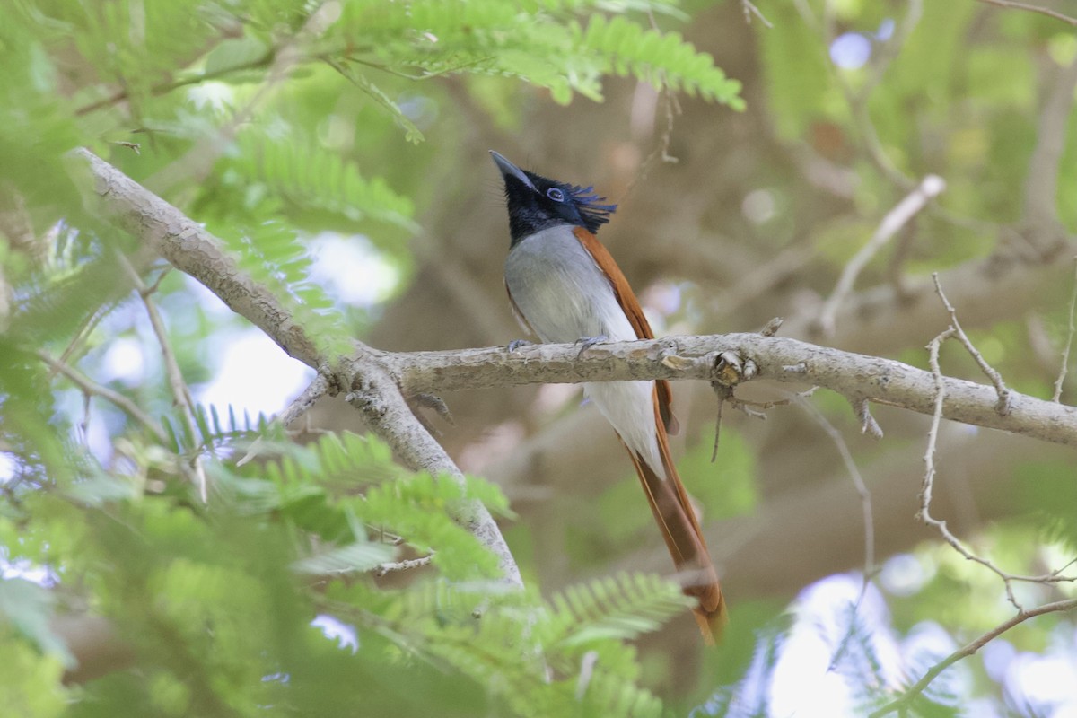 Indian Paradise-Flycatcher - ML645956833