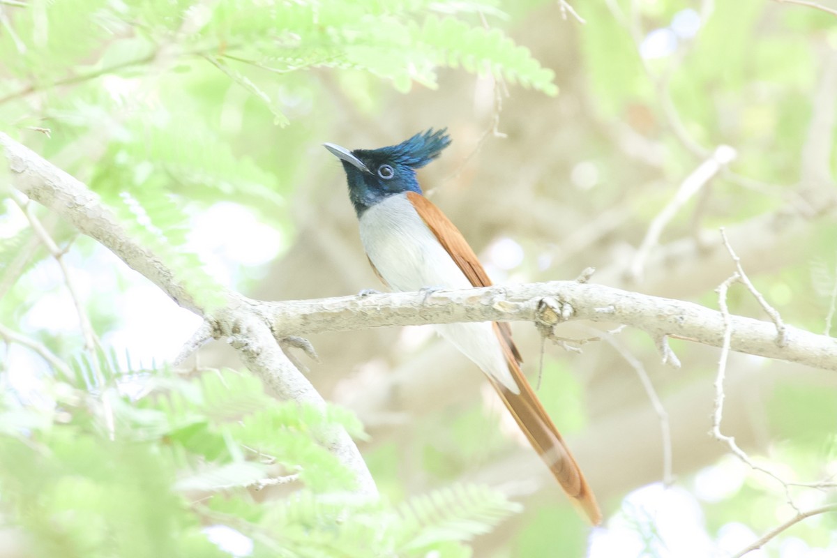 Indian Paradise-Flycatcher - ML645956834