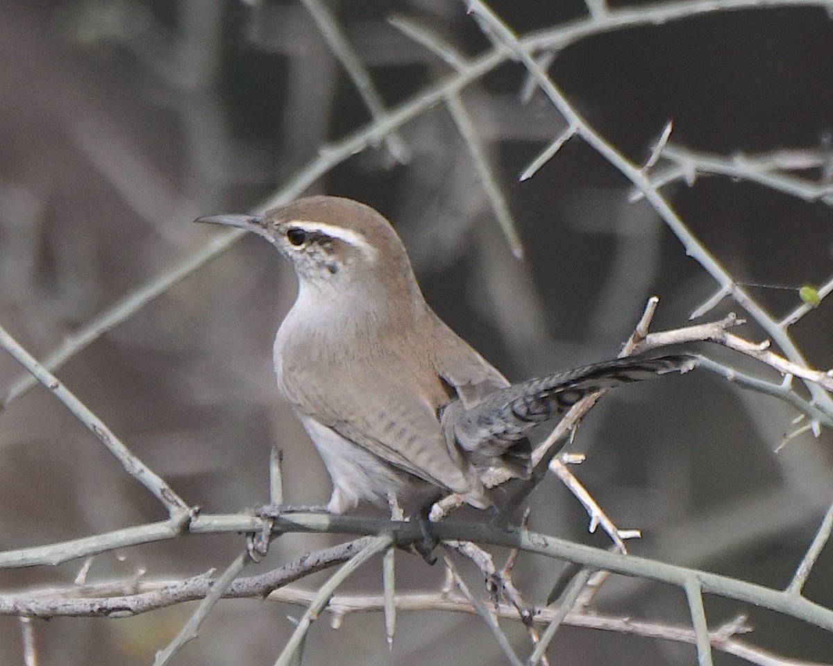 Buschzaunkönig - ML645956856