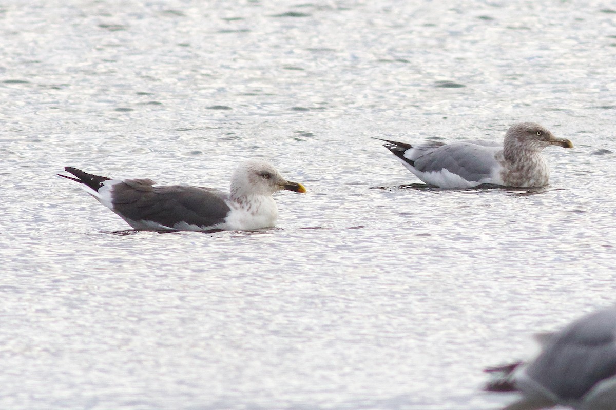 Zafferano - ML645956861