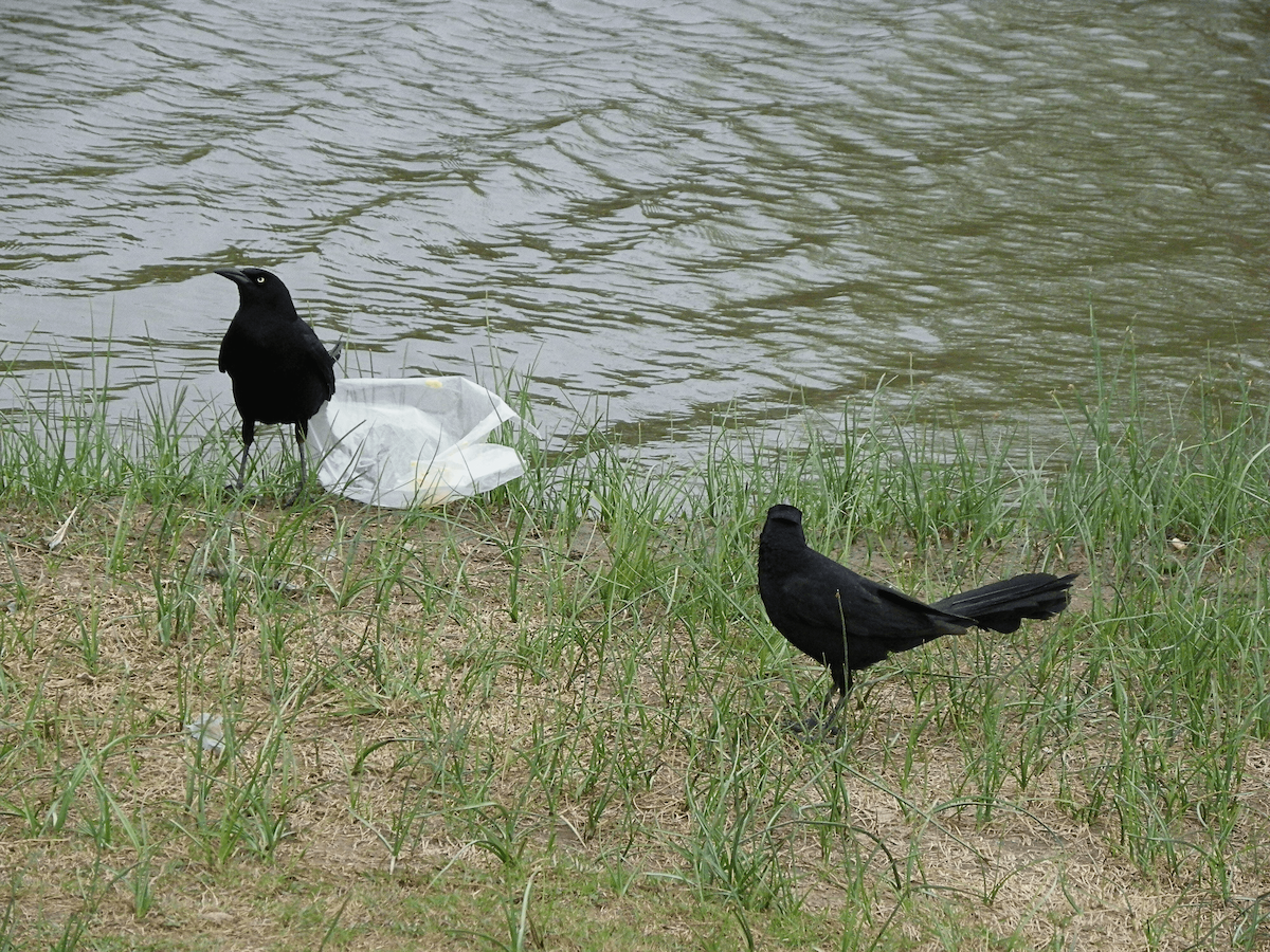 Great-tailed Grackle - ML645956862