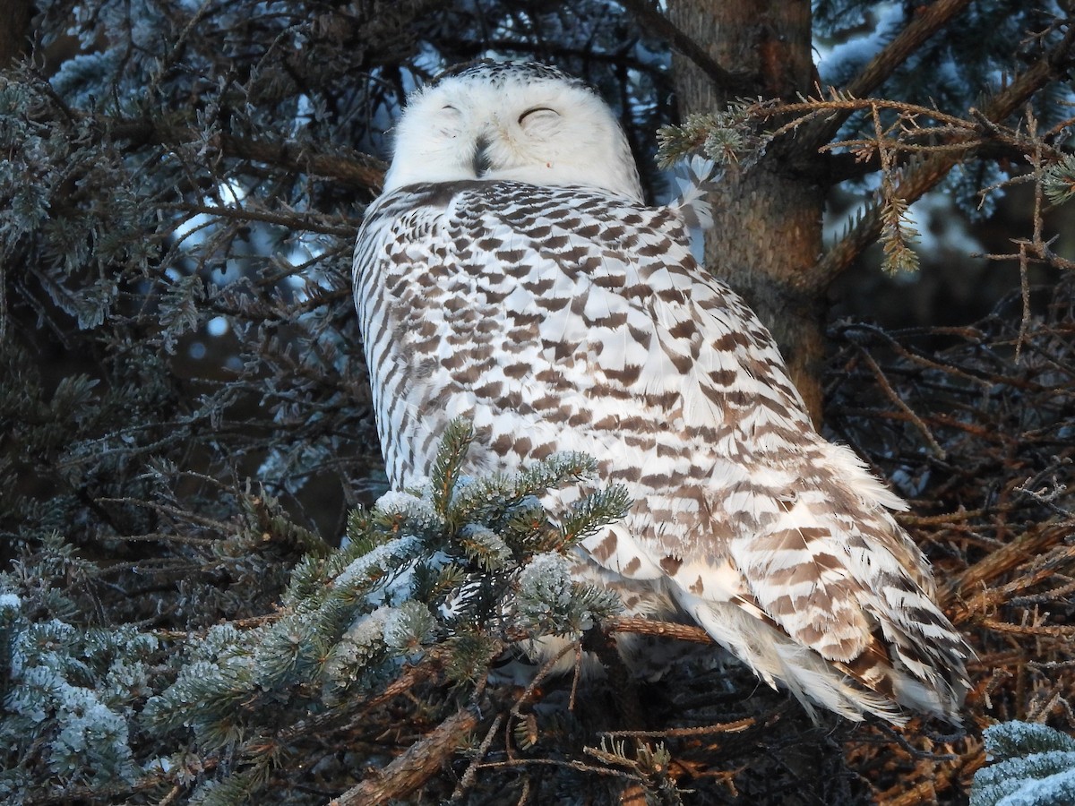 Snowy Owl - ML645956865