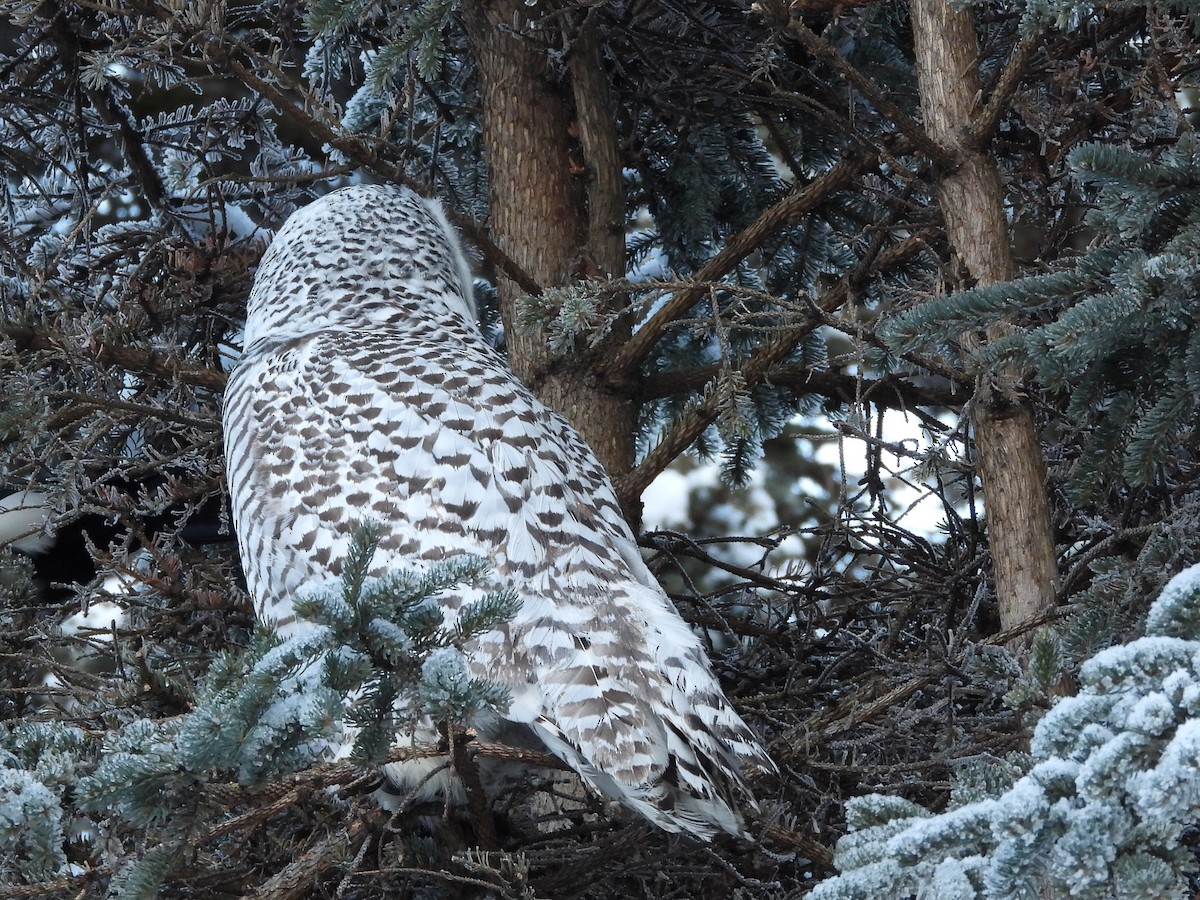 Snowy Owl - ML645956867
