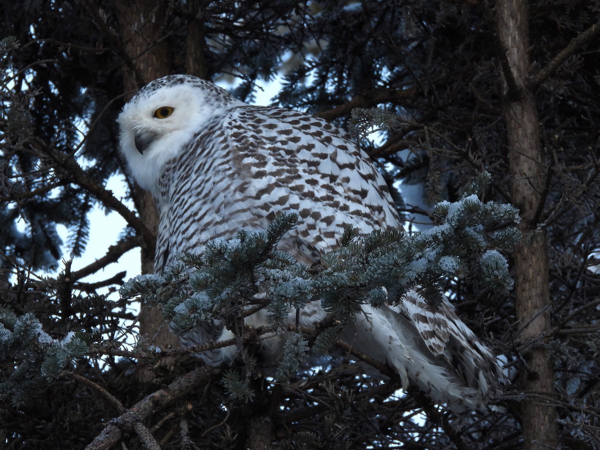 Snowy Owl - ML645956868