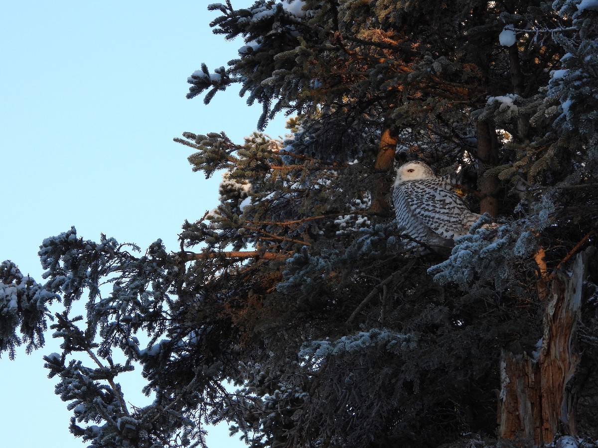 Snowy Owl - ML645956870
