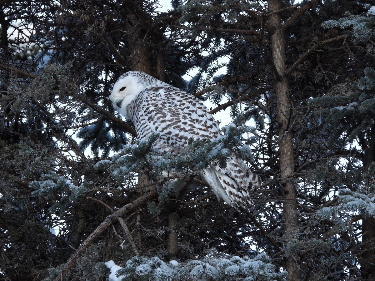 Snowy Owl - ML645956871