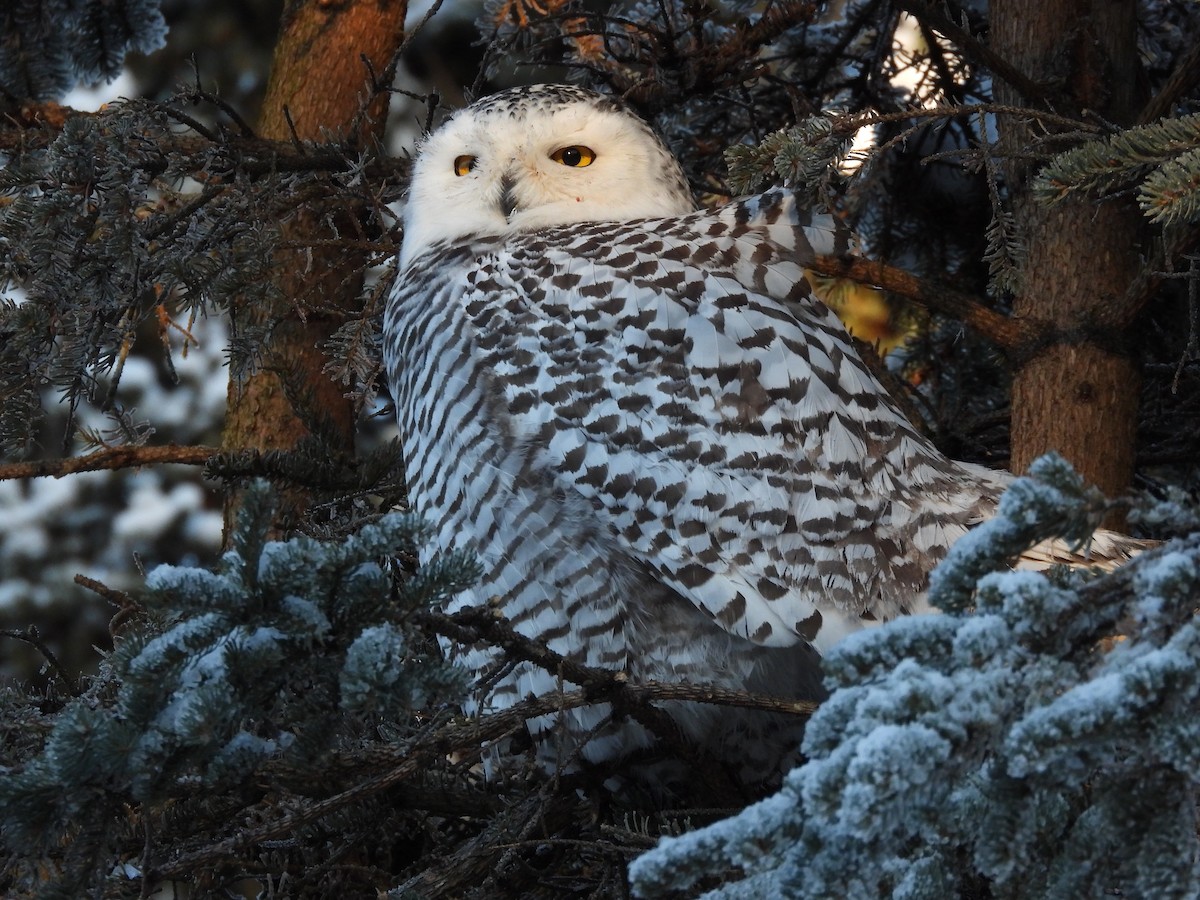 Snowy Owl - ML645956872