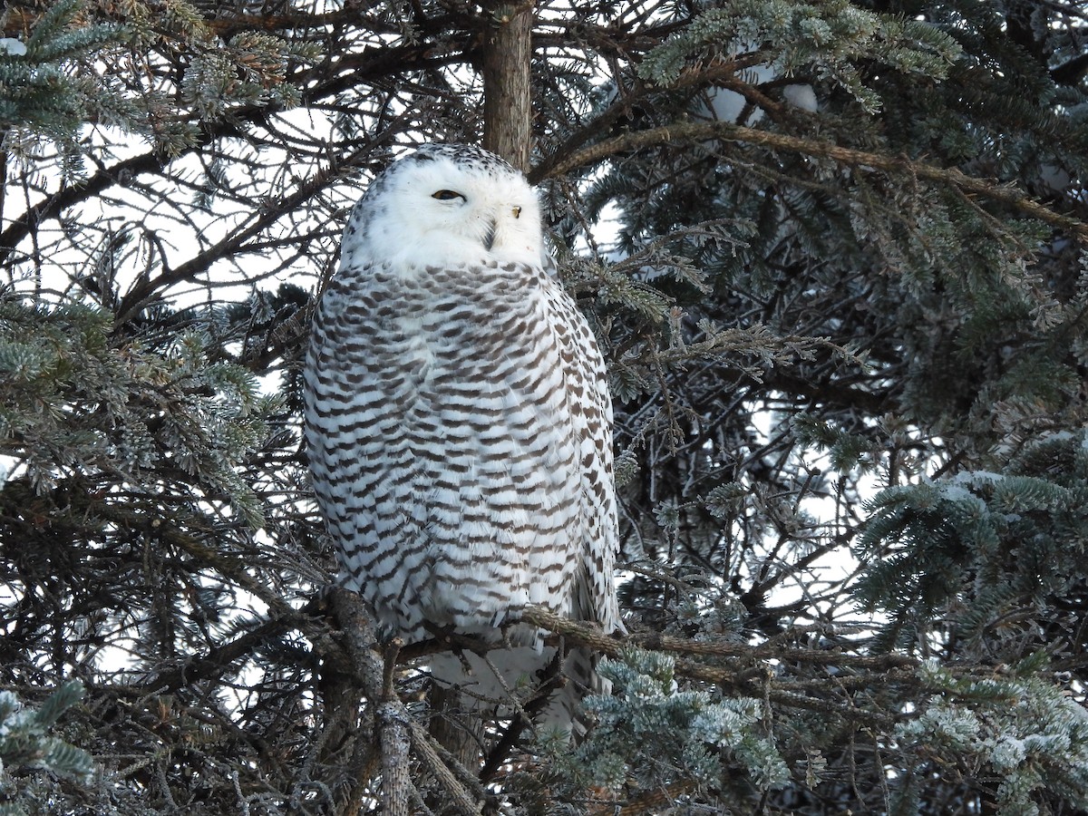 Snowy Owl - ML645956873