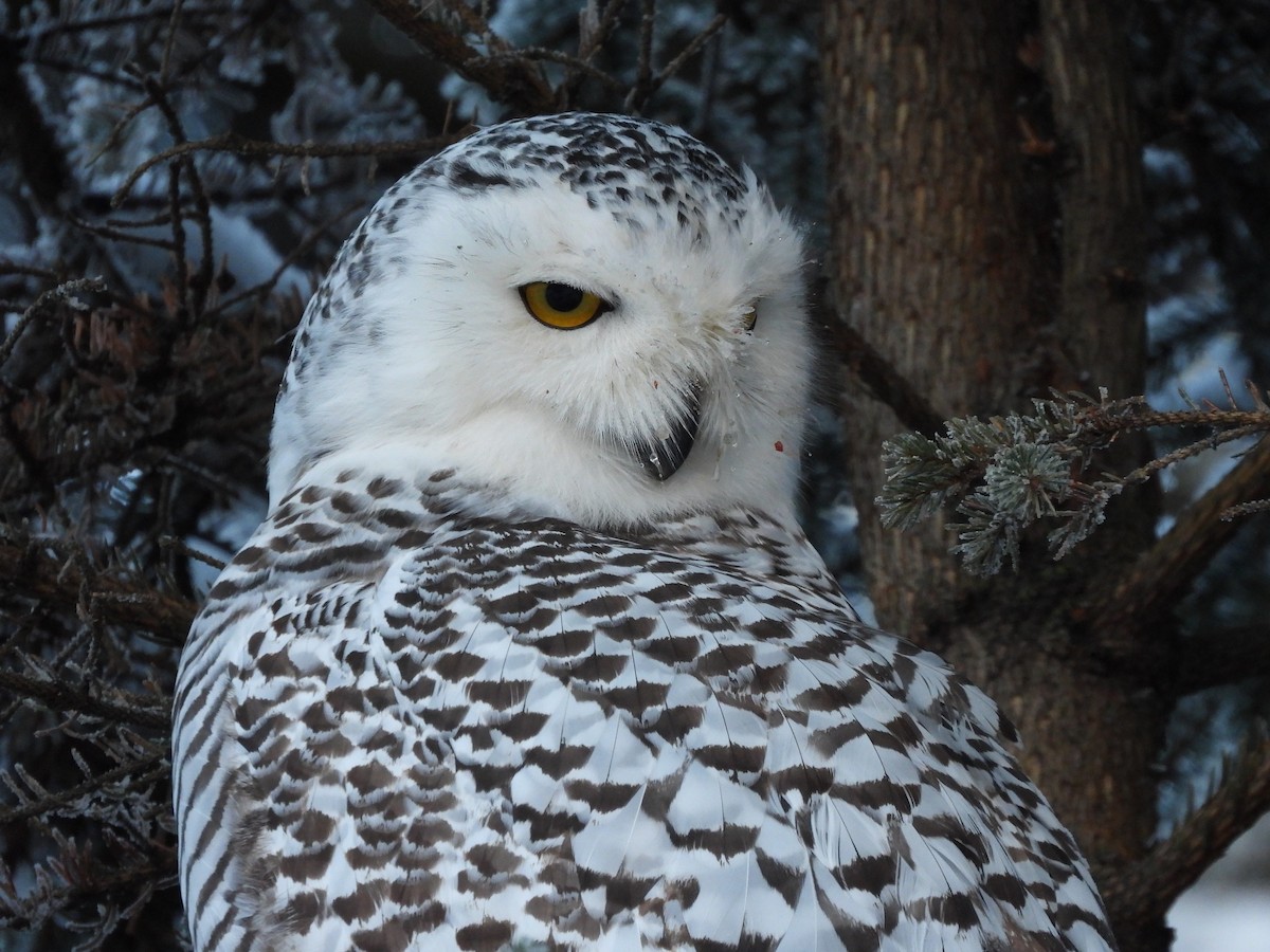 Snowy Owl - ML645956874