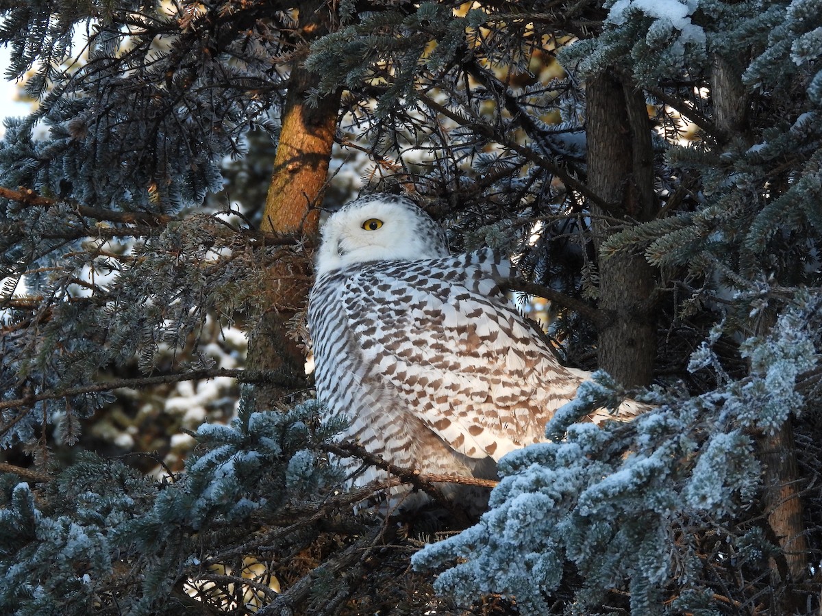 Snowy Owl - ML645956875