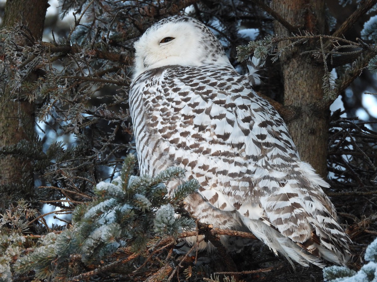 Snowy Owl - ML645956876