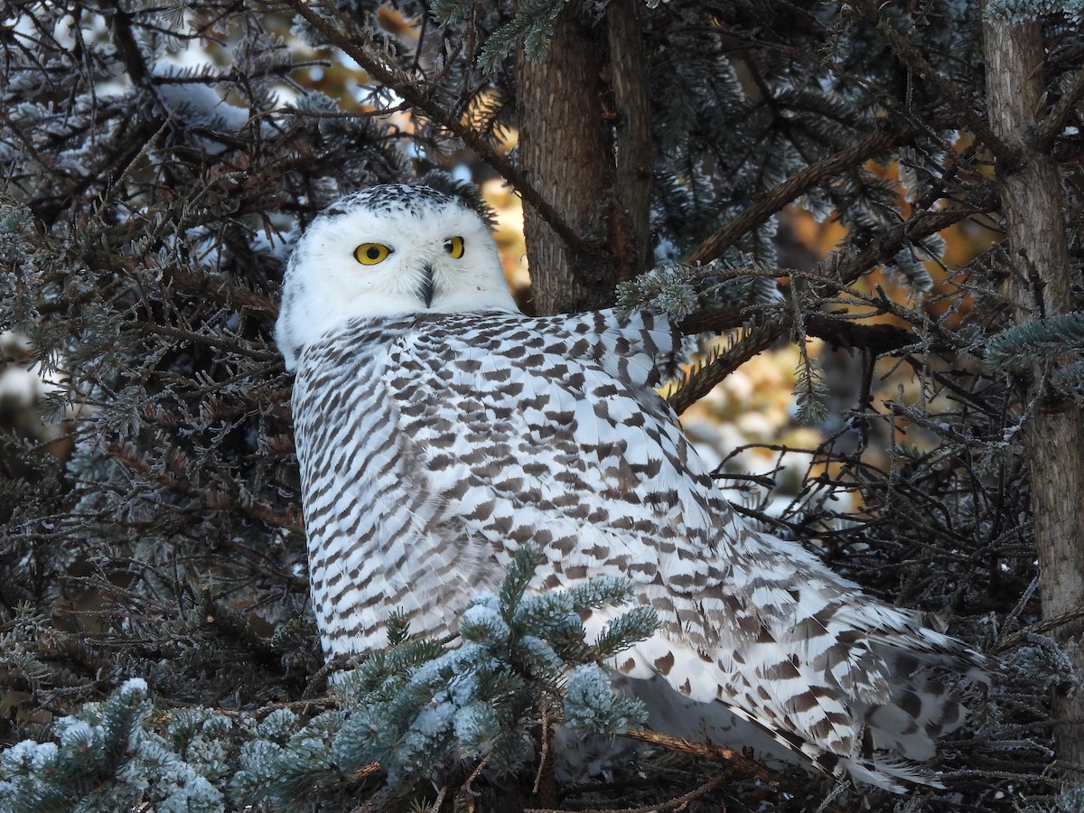 Snowy Owl - ML645956877