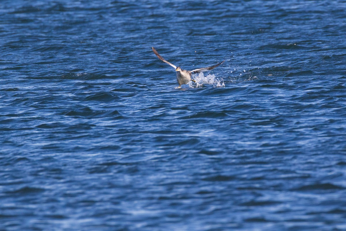 Red-necked Grebe - ML645956889
