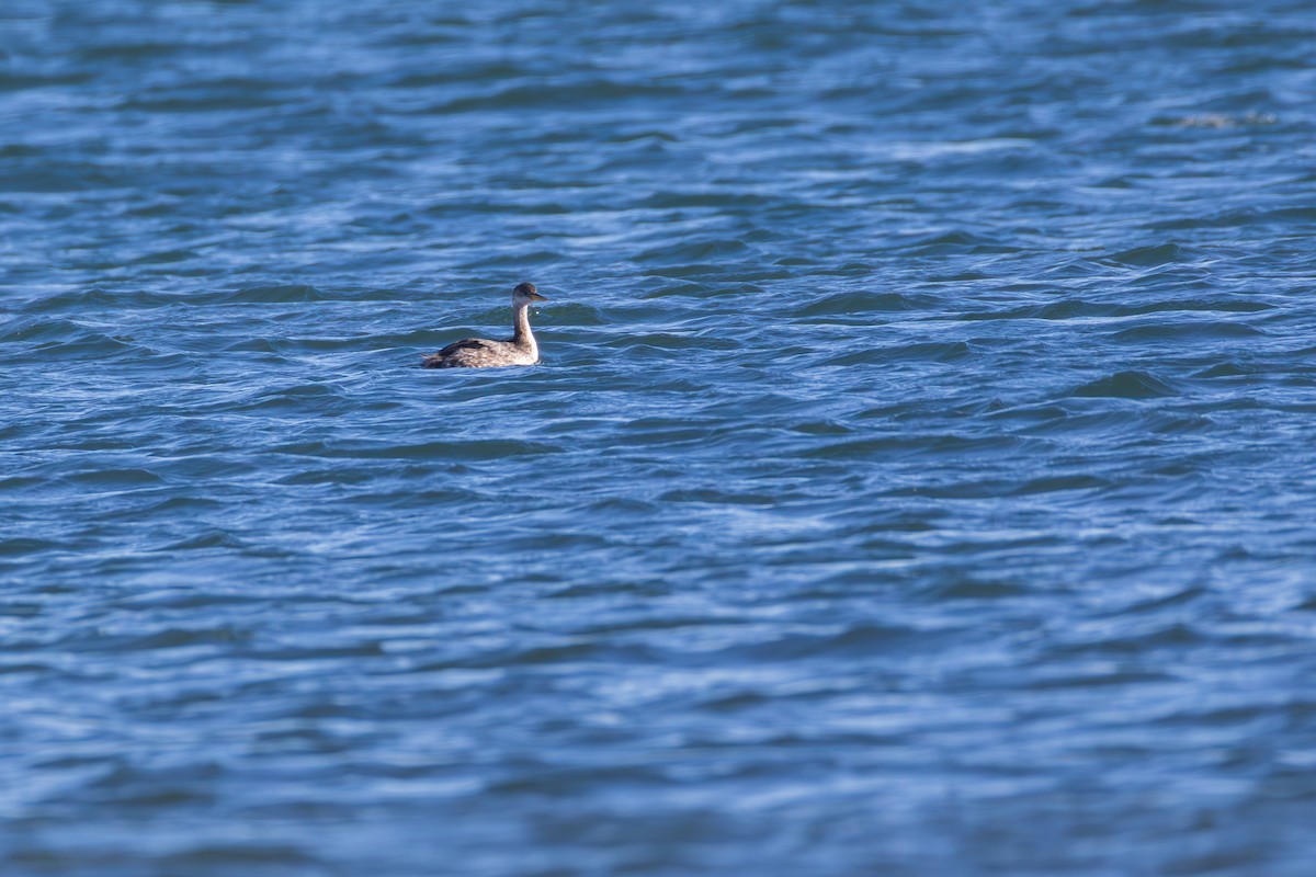 Red-necked Grebe - ML645956890