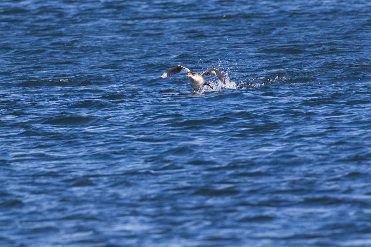 Red-necked Grebe - ML645956891