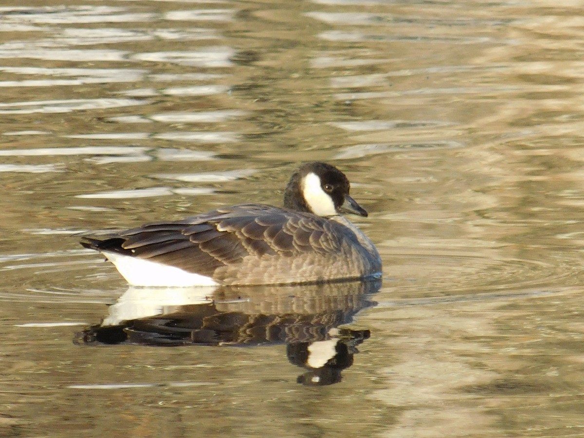 Cackling Goose - ML645956901