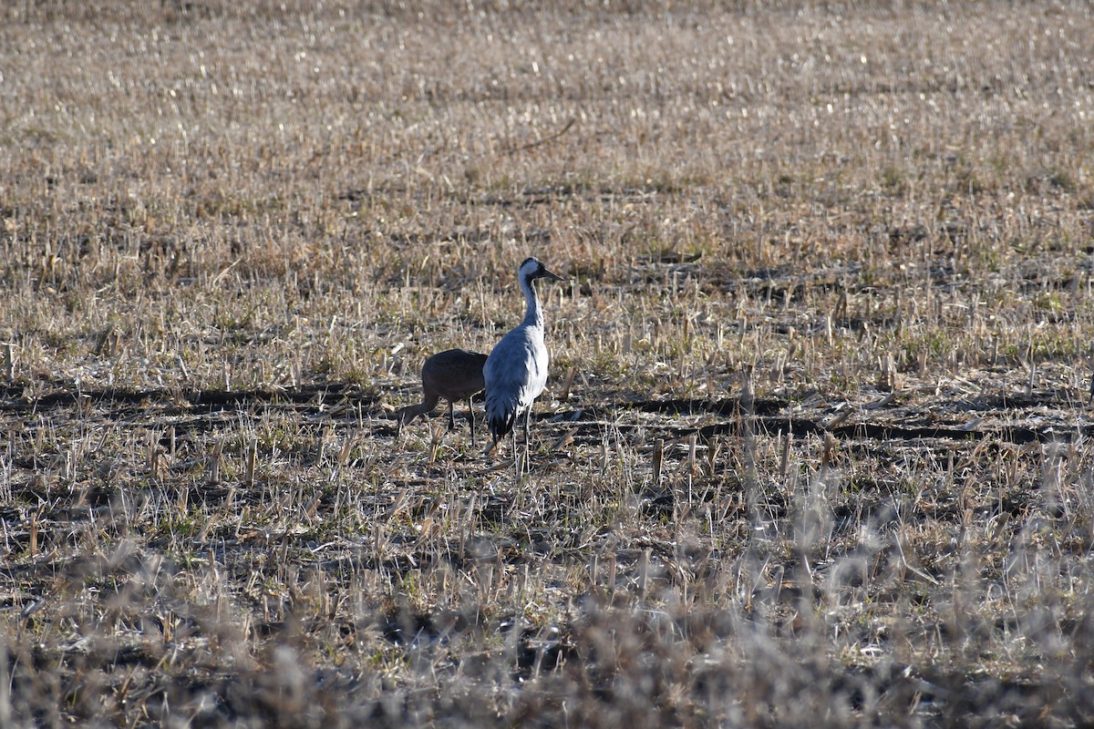 Common Crane - ML645956908