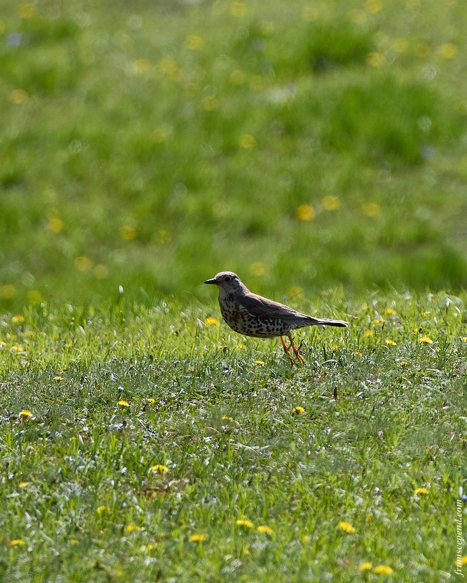 Grive draine - ML645956912