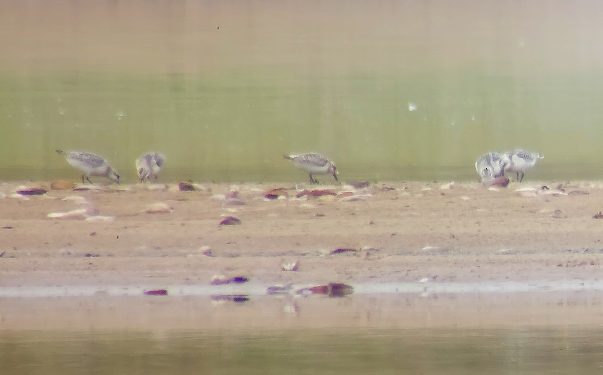 Sanderling - ML645956915