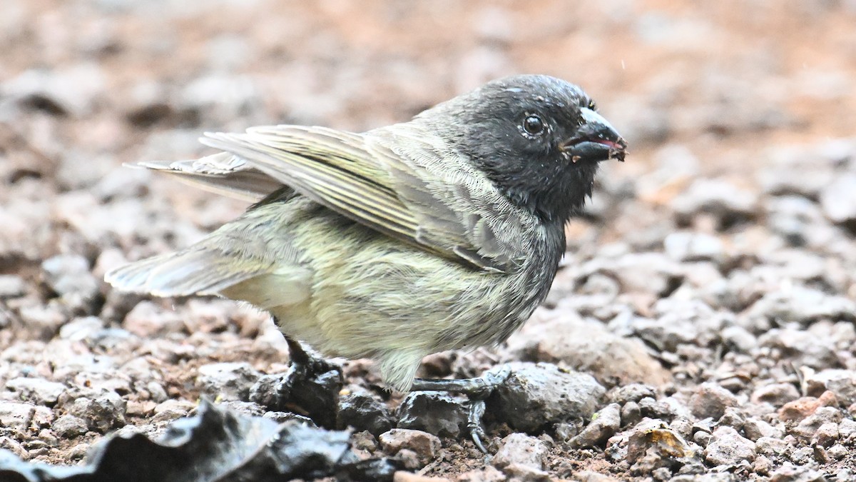 Small Tree-Finch - ML645956916