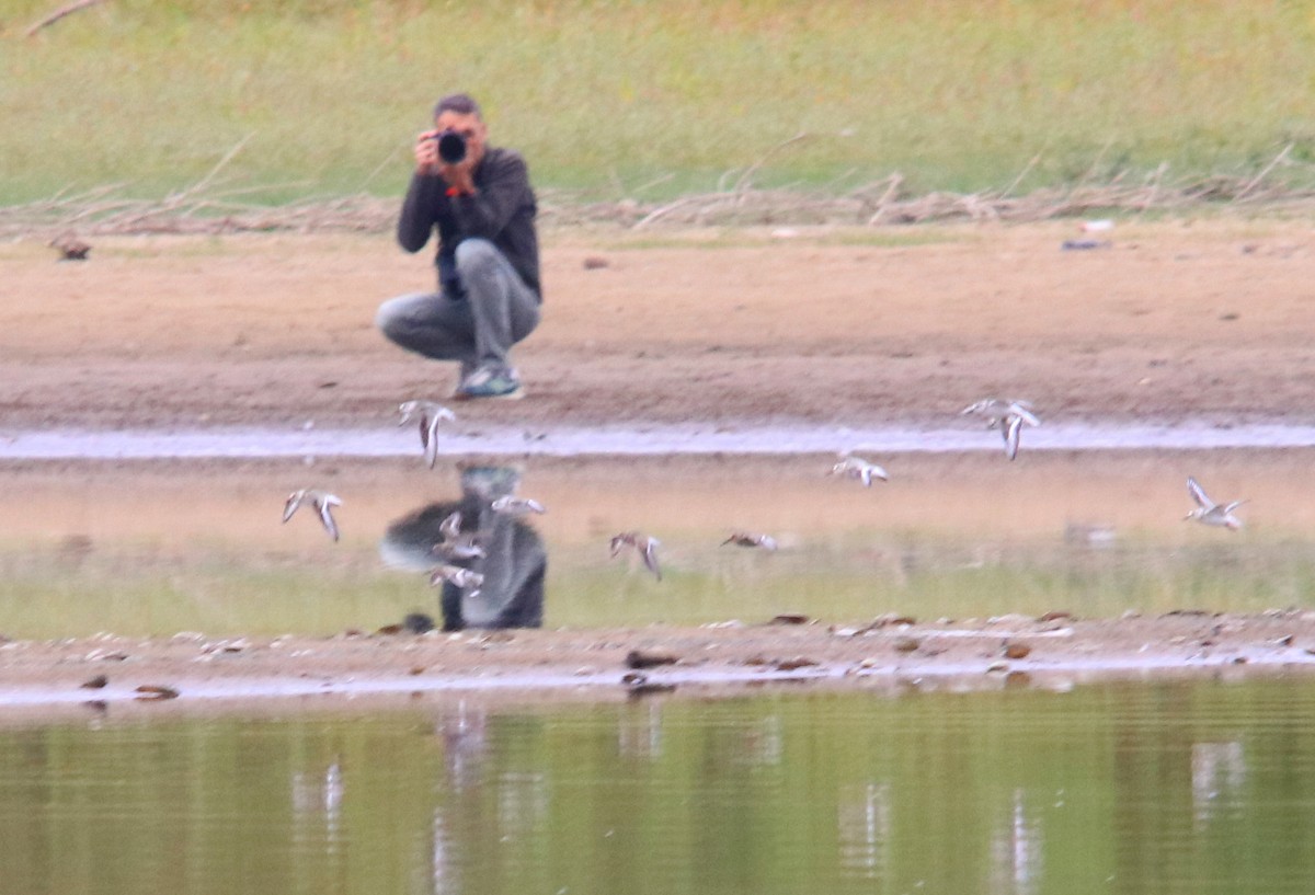 Sanderling - ML645956917