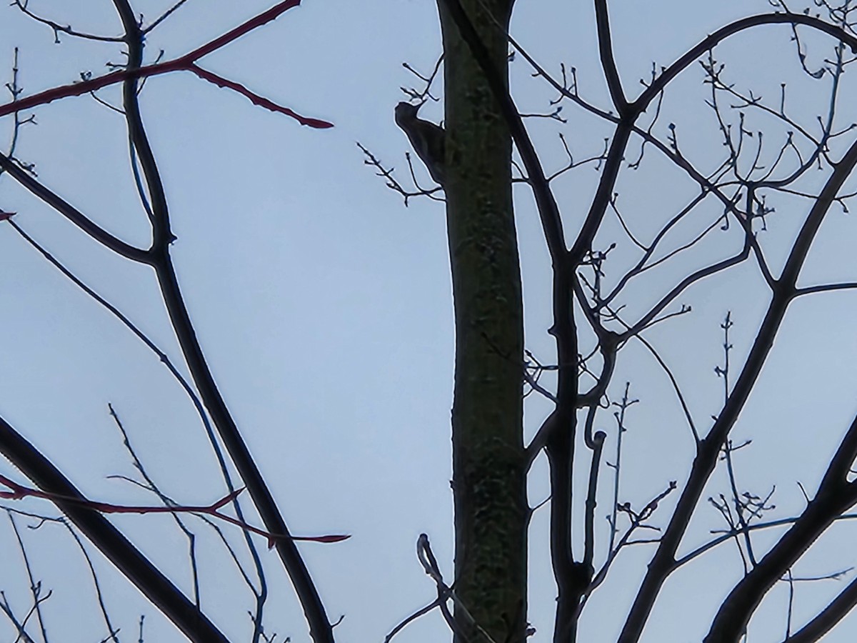 Желтобрюхий дятел-сокоед - ML645956918