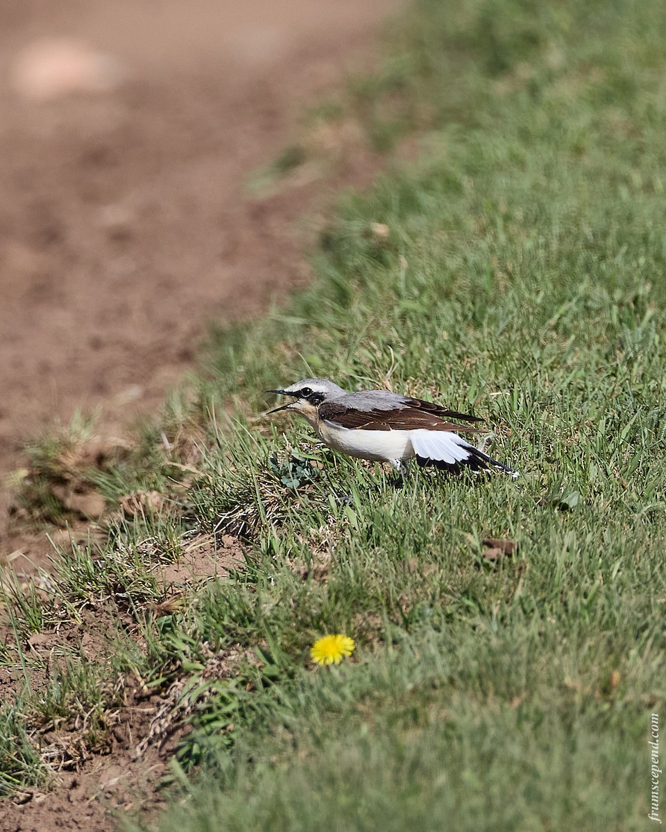 Northern Wheatear - ML645956919