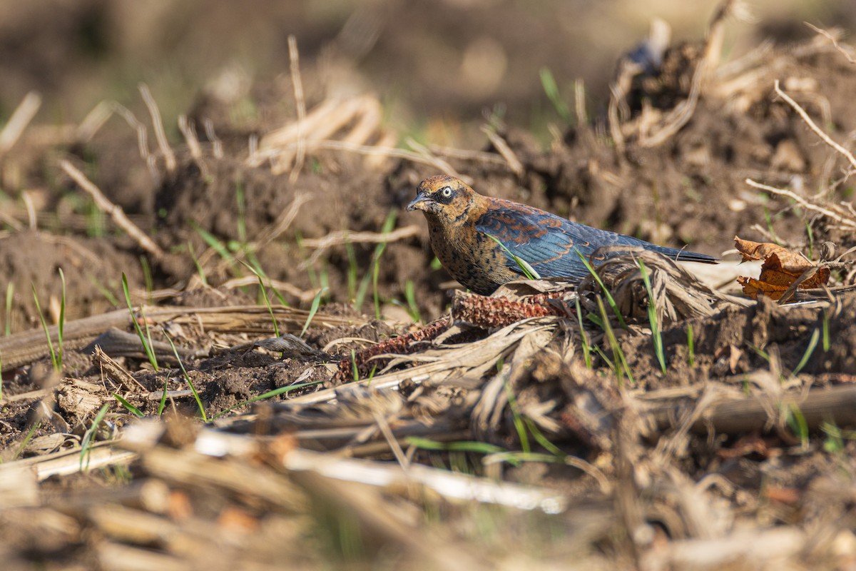 Rusty Blackbird - ML645956920