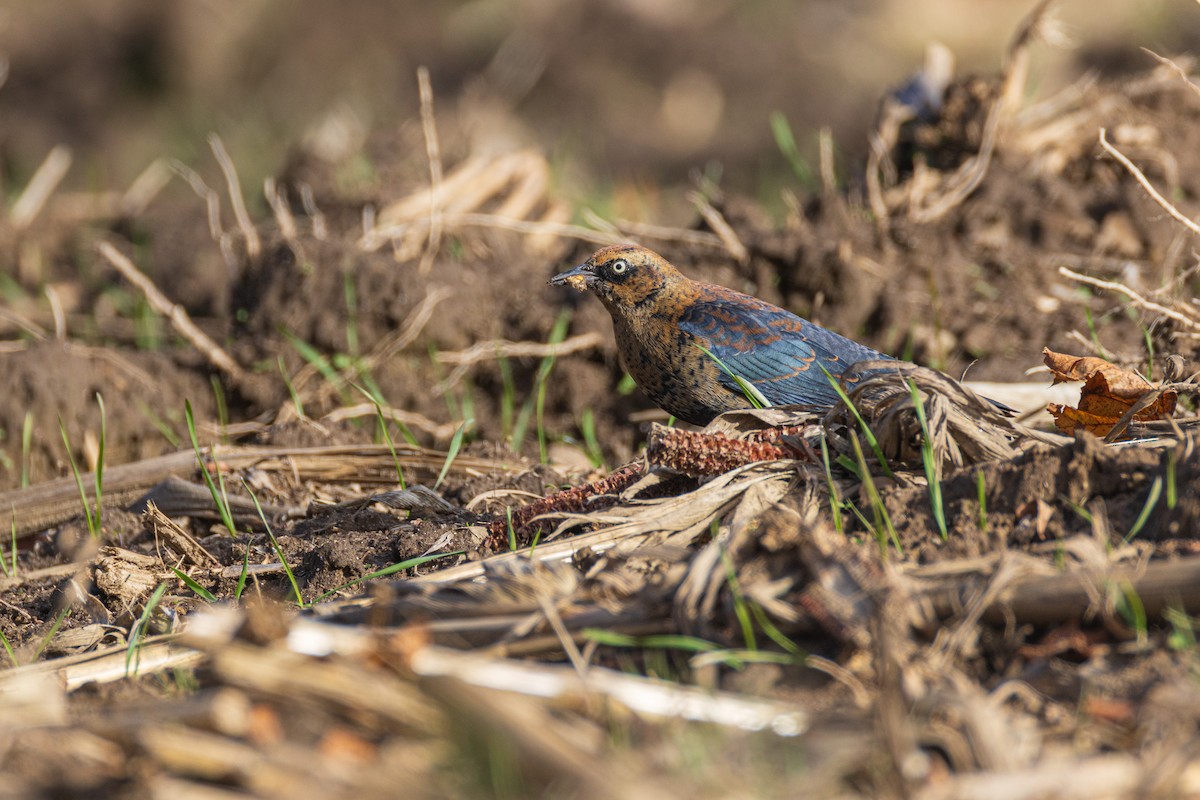 Rusty Blackbird - ML645956921