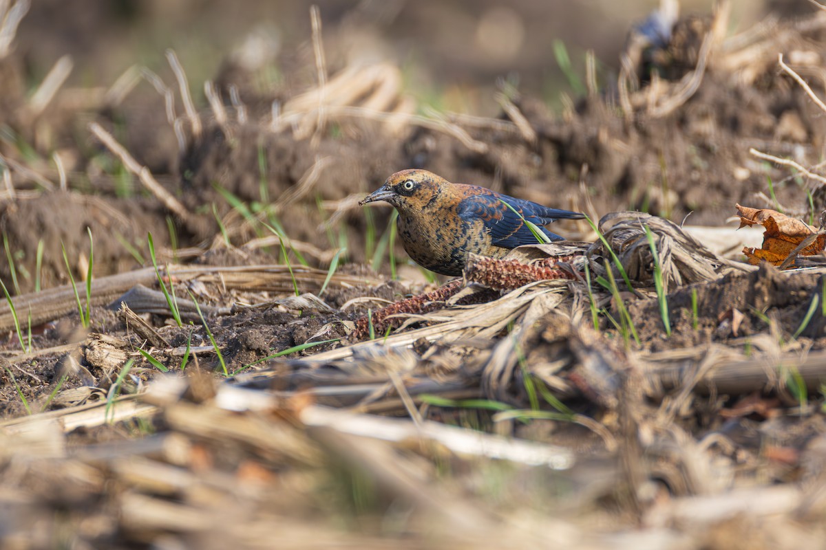 Rusty Blackbird - ML645956922