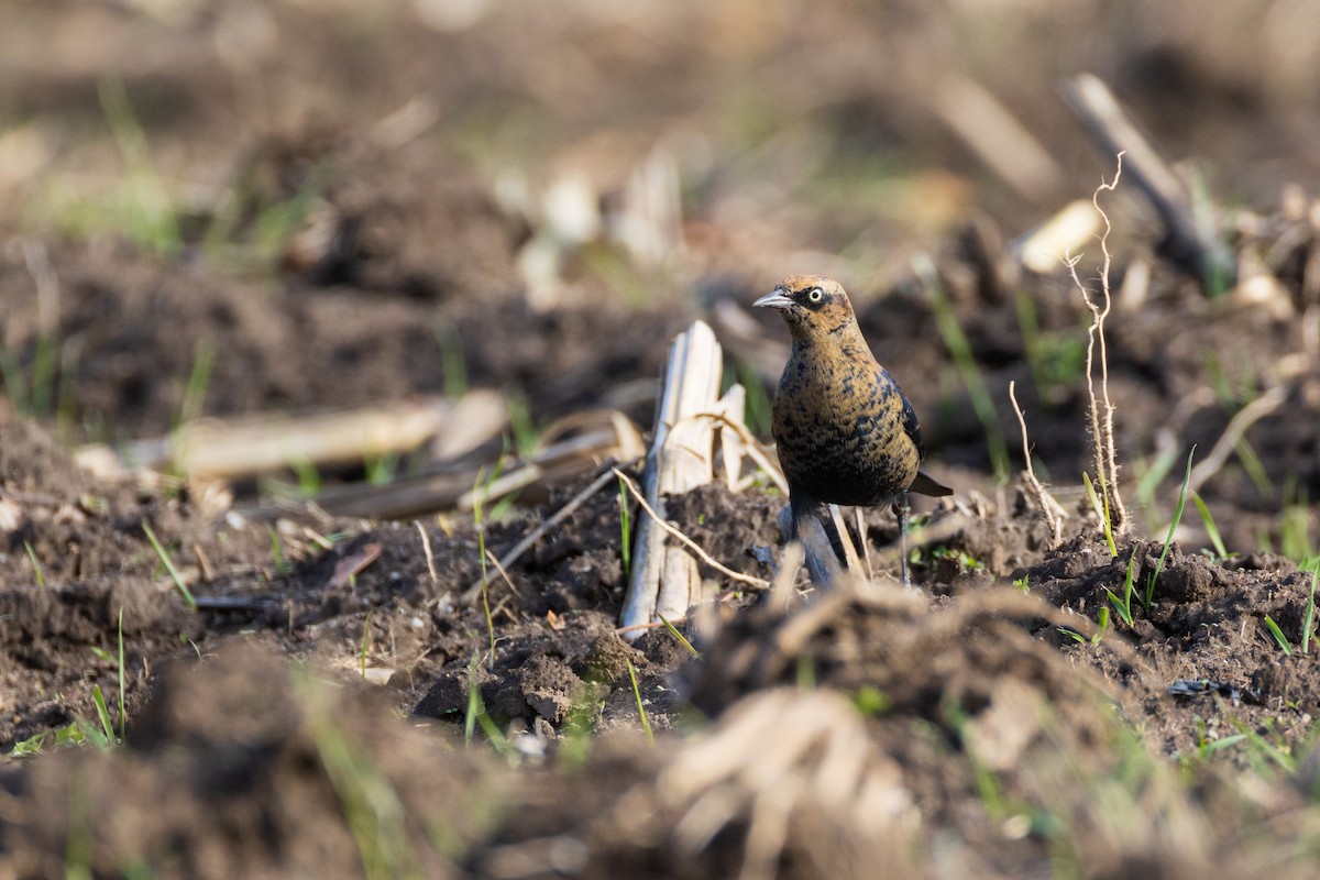 Rusty Blackbird - ML645956923