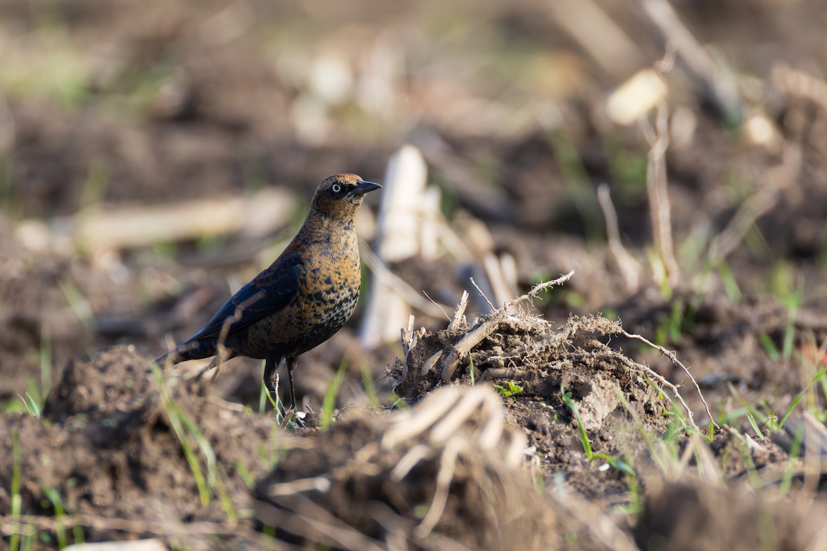 Rusty Blackbird - ML645956924