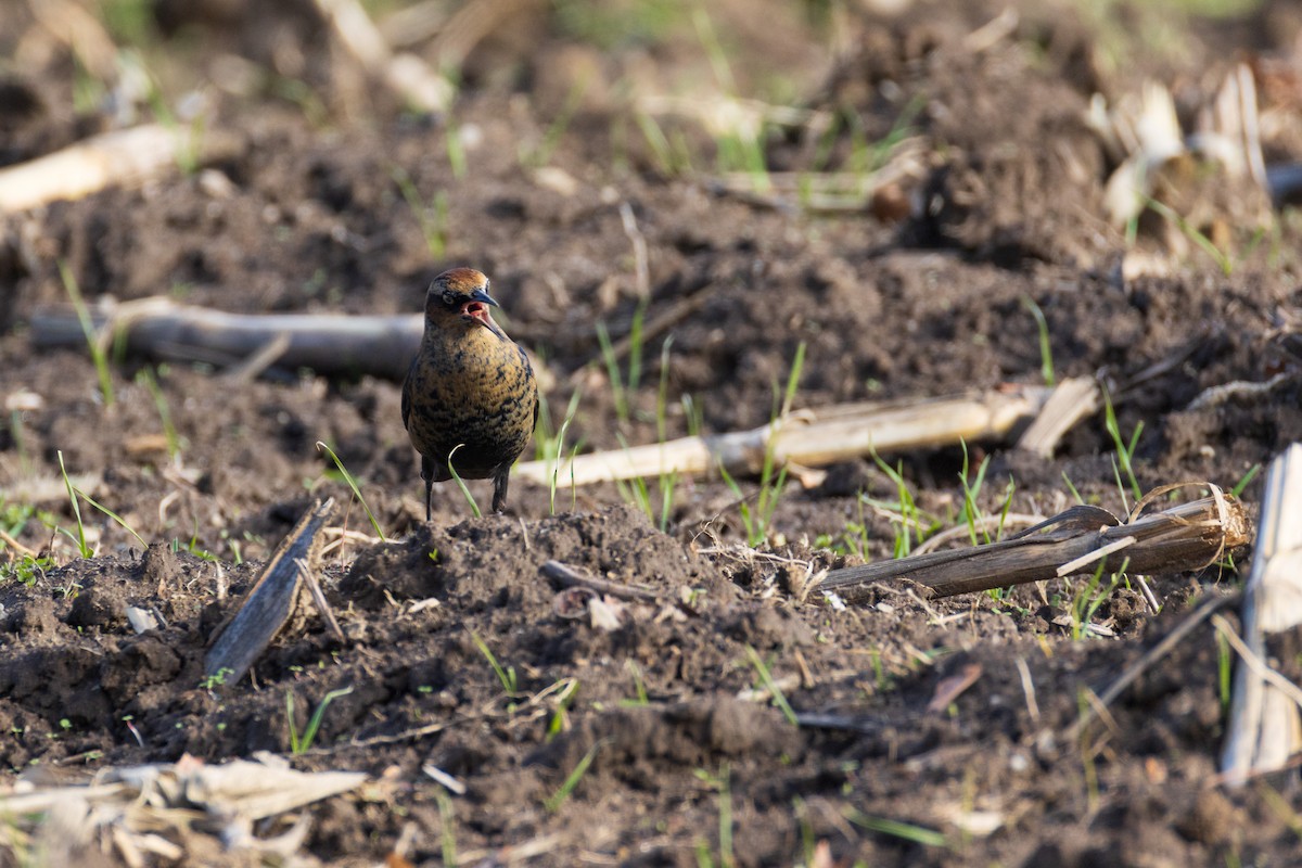 Rusty Blackbird - ML645956925