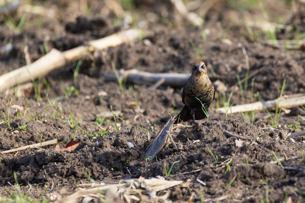 Rusty Blackbird - ML645956926