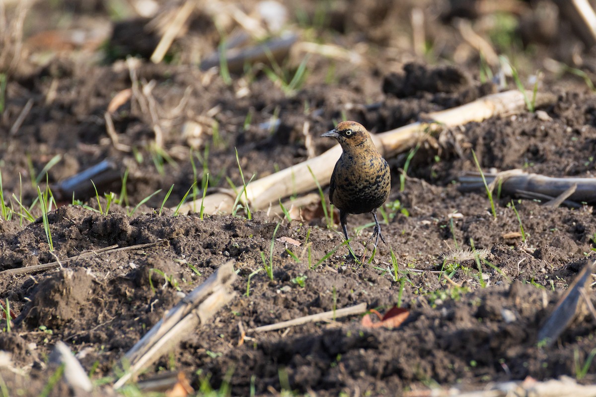 Rusty Blackbird - ML645956927