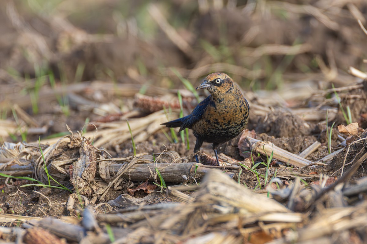 Rusty Blackbird - ML645956928